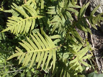 Polypodium cambricum